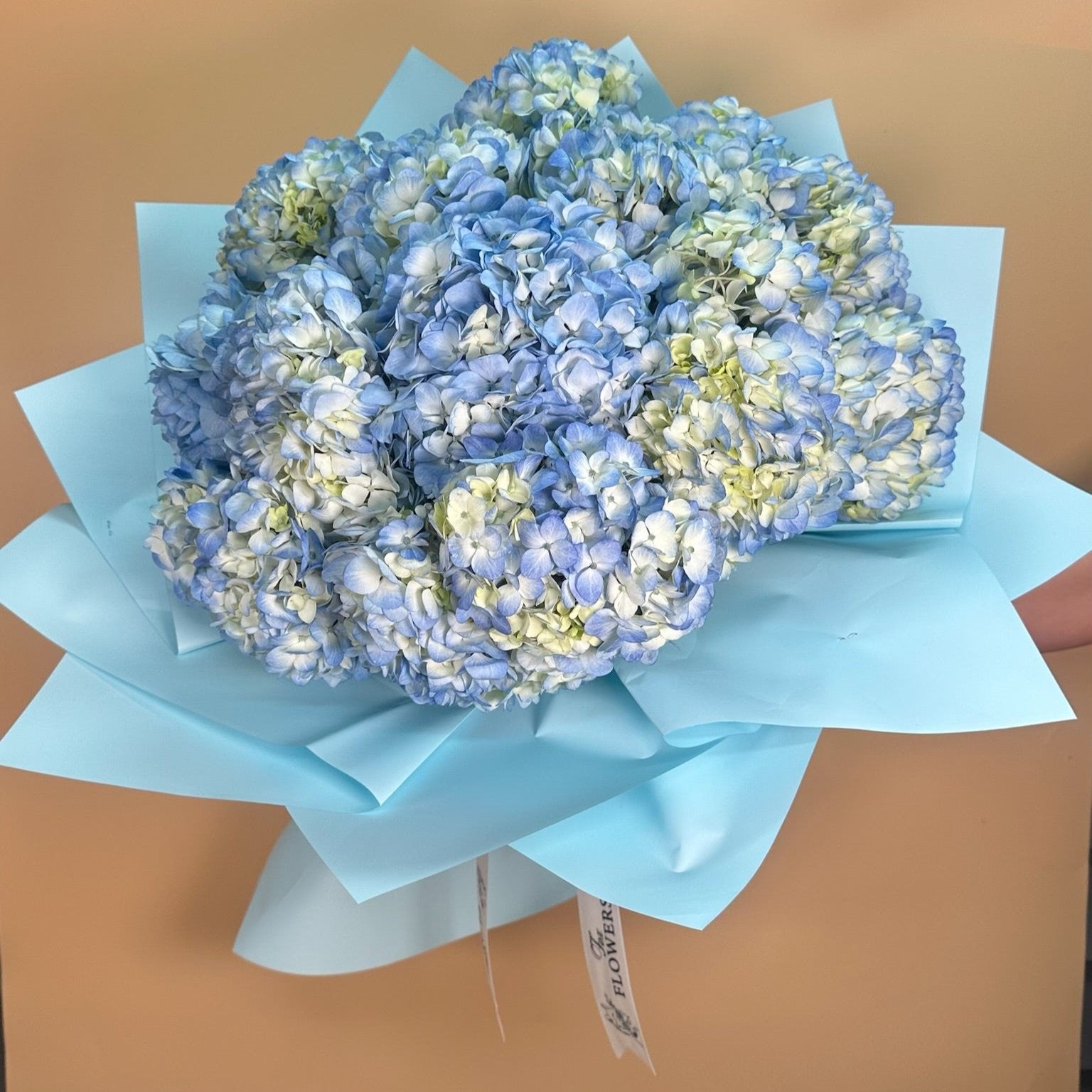 Hydrangeas