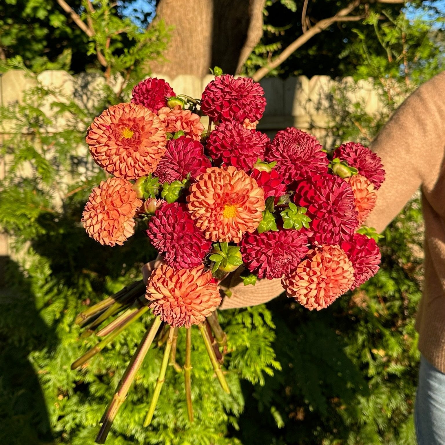 Dahlias